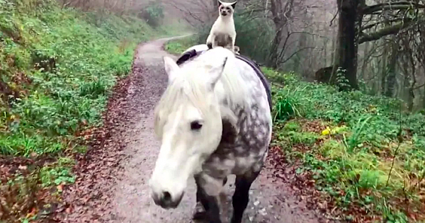 Lovely Kitten Befriends Horse – Now Every Day It's A New Adventure For Them
