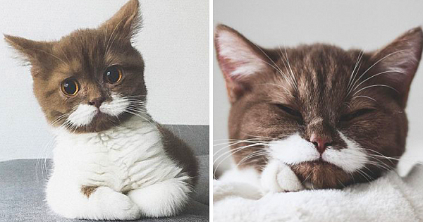 Meet Adorable Gringo, The Cat With White Mustache Who's Going Viral On Instagram