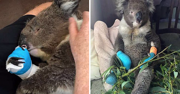 Meet Billy, The Gentle Koala Who Burned All 4 Paws In Australian Wildfire And Stole His Rescuers' Hearts