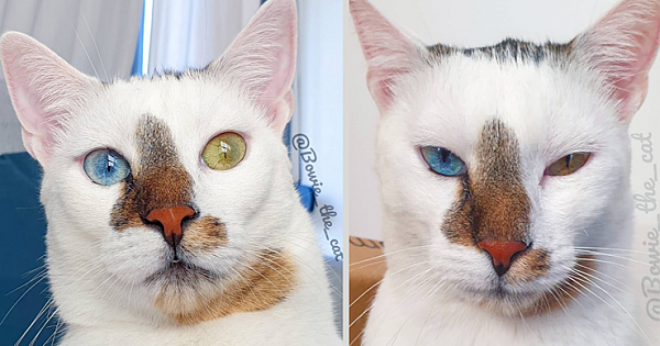 Meet Bowie, The Rescue Kitten With Different-Colored Eyes That's Going Viral On Instagram