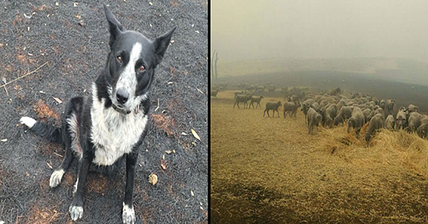 Meet Patsy The Super Dog Who Saved A Flock Of Sheep From Raging Bushfires In Australia