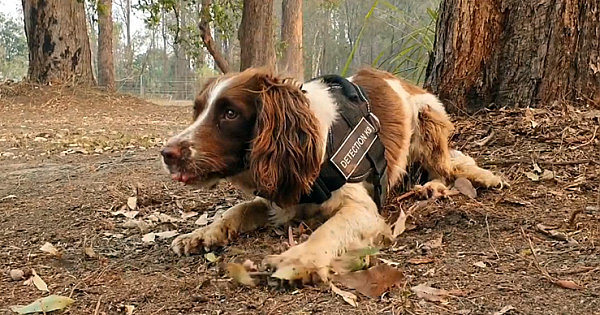 Meet Taylor – One Of The Hero Dogs Rescuing Koalas From Australian Bushfires