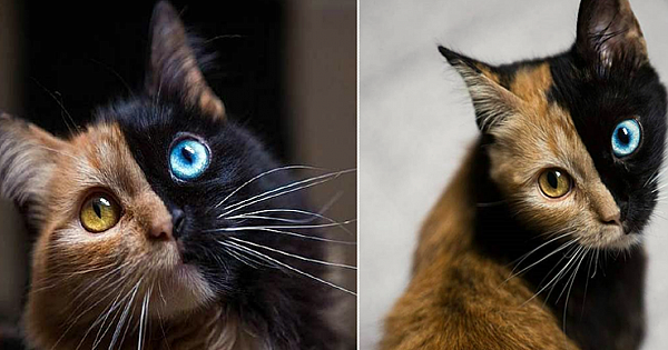 Meet The 'Chimera' Kitten, Probably The Cutest 'Accident' That Ever Happened To Nature