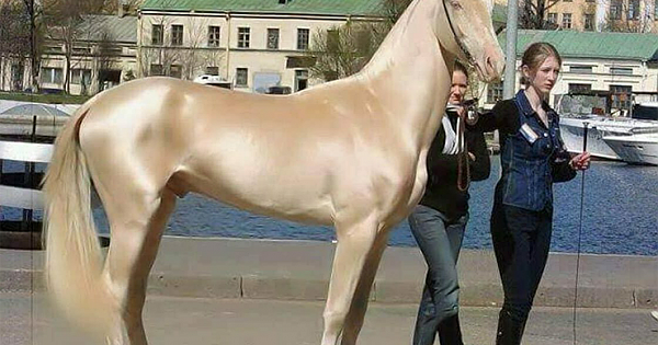 Meet the horse that looks like it's been dipped in gold – and is called "the world's most beautiful"