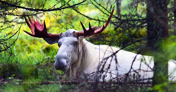 Meet The 'White King' – A Majestic White Moose That Roams The Sweden's Forest