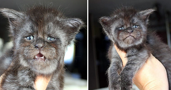 Meet Valkyrie, The Maine Coon Cat With A Human-Like Face That's Going Viral On Instagram