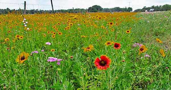 Minnesota Will Pay Homeowners to Replace Lawns with Bee-Friendly Wildflowers, Clover and Native Grasses