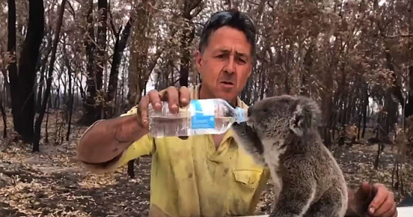 Moving Footage Shows Australian Firefighter Giving Water To Exhausted Koala