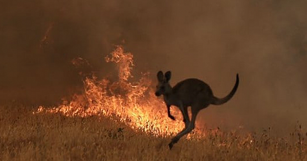 Nearly Half A Billion Animals Vanished In Australia Wildfires
