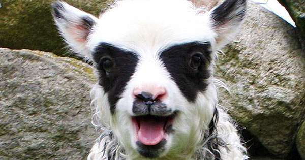 Norwegian Sheep Born With Corpse Paint