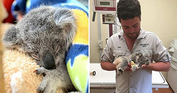 Orphaned Baby Koala Clings To Teddy Bear After Losing Its Mom