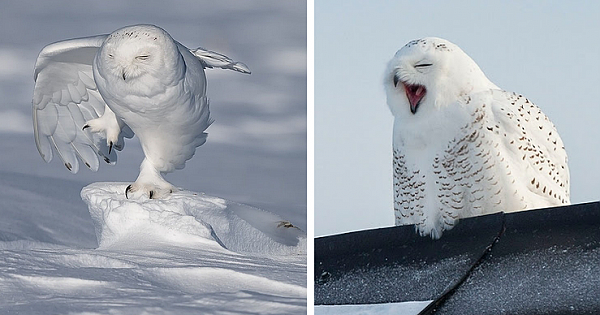 Perfect Timing Pics: Awkwardly Cute Moments With Owls