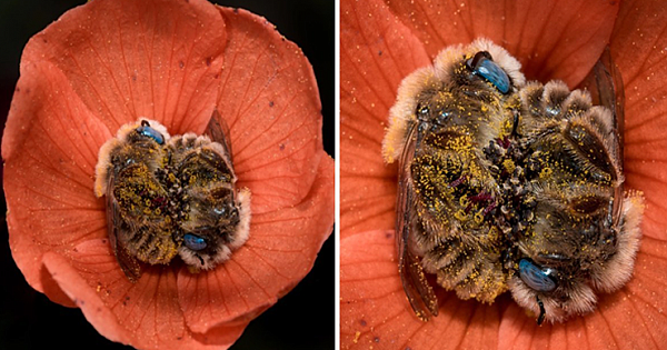 Photographer Reveals Photos Of Bees Sleeping In Flowers And It's The Cutest Thing You'll See