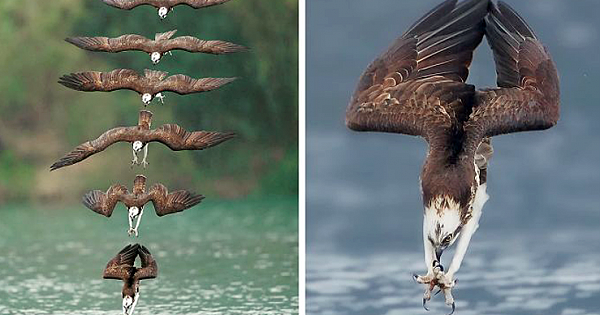 Photographer's Photos Of Ospreys In Hunting Mode Show How Calculated Everything In Nature Is