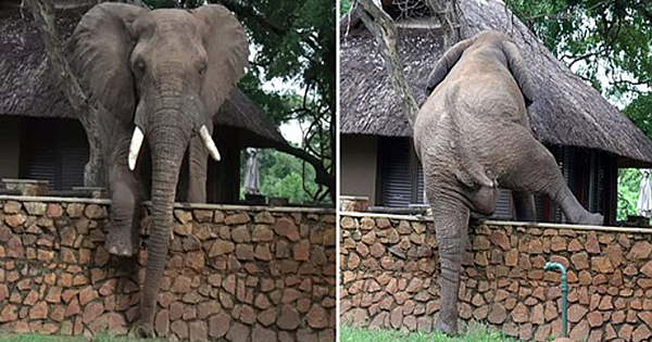 Playful Elephant Caught Climbing A 5ft Wall To Steal Mangoes