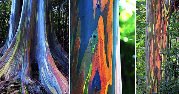 Rainbow Eucalyptus: The Most Beautiful Tree In The World