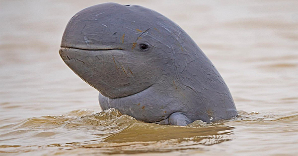 Rare Irrawaddy Dolphins Spotted In West Kalimantan, Indonesia