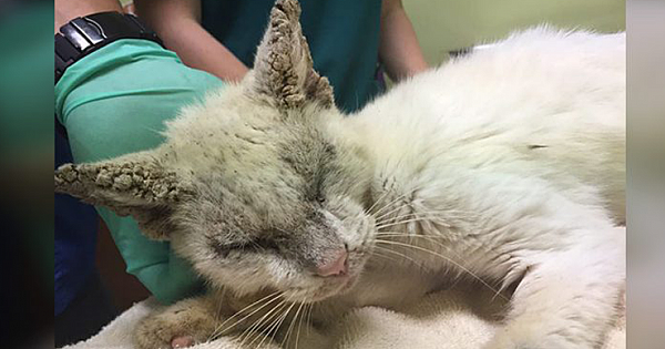 Rescue Cat Regains His Sight And Surprises Rescuers With His Beautiful Eyes When He Finally Opens Them