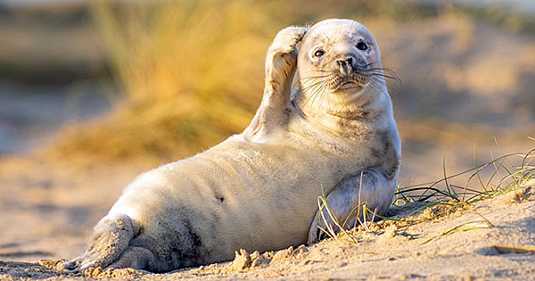 Ridiculously Photogenic Seal Pup Waves For The Camera And Steal Everyone's Hearts