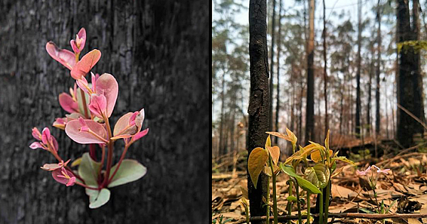 Spirit-raising photos show the Australian bush coming back to life weeks after fires