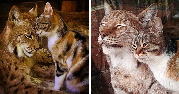 Stray Cat Breaks Into Lynx's Enclosure At Zoo, And They Become Best Friends