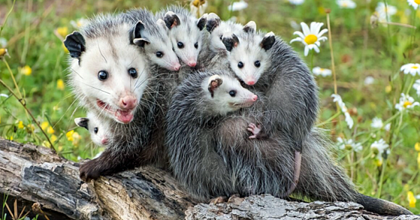 Study: Opossums Are Our Best Defense Against Lyme Disease, Killing 5000 Ticks Per Week Each