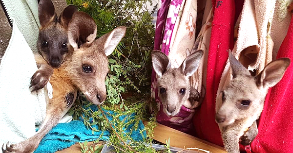 Tens Of Thousands Of Knitters Are Stitching Pouches And Mittens For Animals Burned In Australian Bushfires