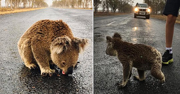 The Heartwarming Moment A Thirsty Koala Licks Rainwater Off Road After Downpour In Australia