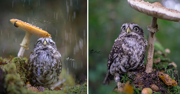 The Image Of A Tiny Owl Was Captured Hiding From Rain Under A Mushroom