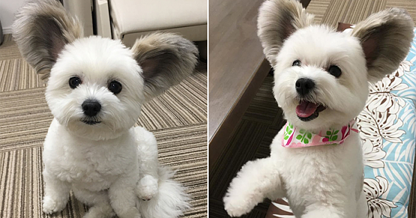 The Internet Is Obsessed With This Puppy With Mickey Mouse Ears