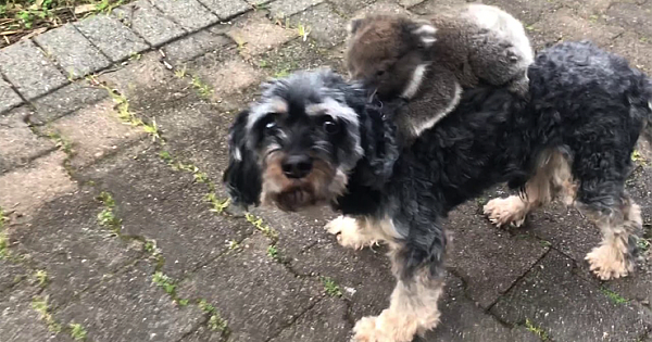 The Lovely Moment A Baby Koala Mistakes A Puppy For Its Mom