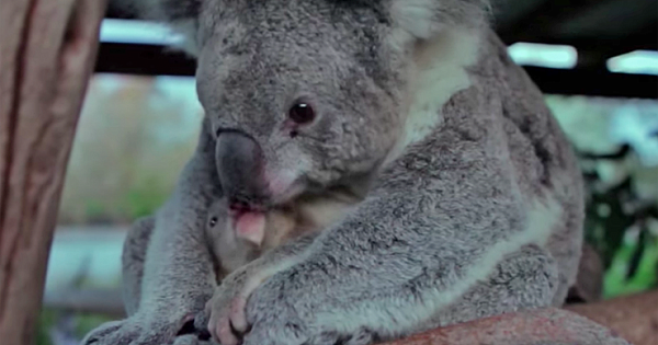 The Lovely Moment This Baby Koala Sees Its Mom For The Very First Time