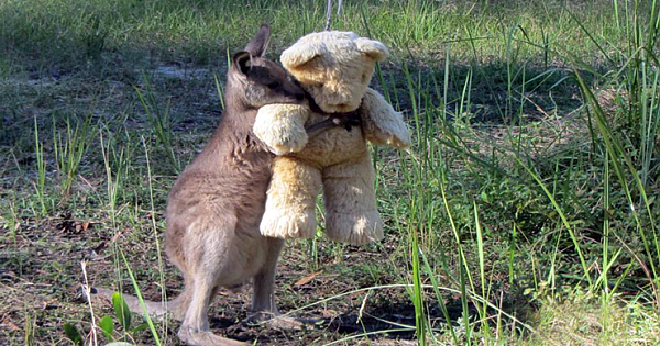 The Touching Moment An Orphaned Kangaroo Hugs A Teddy Bear