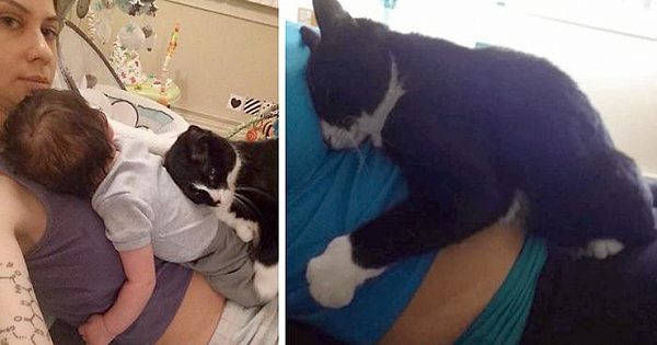 This Cat Has Been Guarding Her Little Human Since Before He Was Born