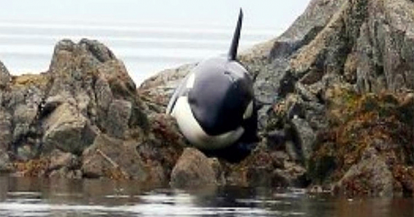This Orca Was Stuck And Crying For Hours, But A Group Of Strangers Saves Him