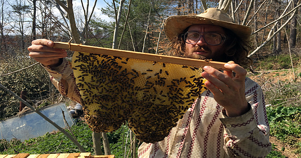Time for U.S. to Ban Bee-Killing Insecticides