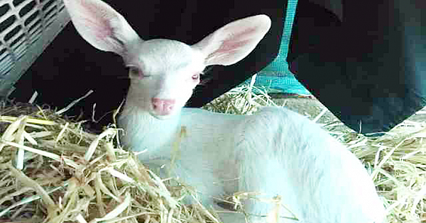 Tiny Albino Baby Deer Was Found Stranded In The Middle Of The Road