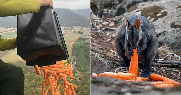Tonnes Of Food Supply Dropped By Aircraft For Starving Animals In Australia
