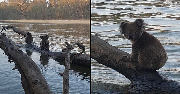 Touching Scenes Of Koalas Cooling Off In River To Escape The Blaze