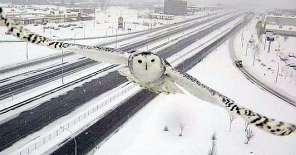 Traffic Camera Accidentally Captures Stunning Images Of Snowy Owl