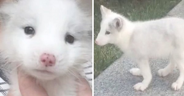 Woman Finds Out The Strange "Japanese Spitz" She's Been Raising For A Year Is Actually A White Fox
