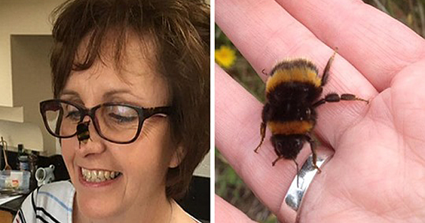 Woman Rescues Wingless Queen Bee And Their Friendship Will Make Your Day