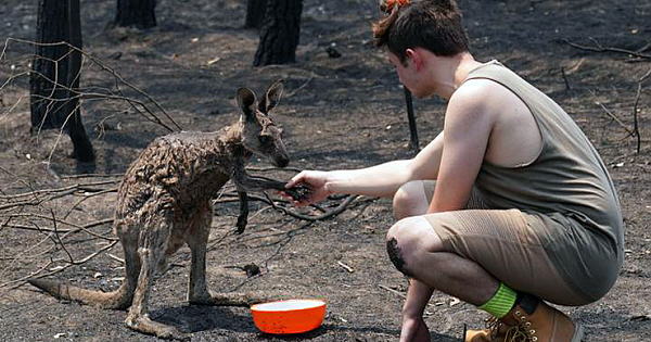 Young Burnt Kangaroo Seeks Help From Teenage Boy In Australian Bushfires