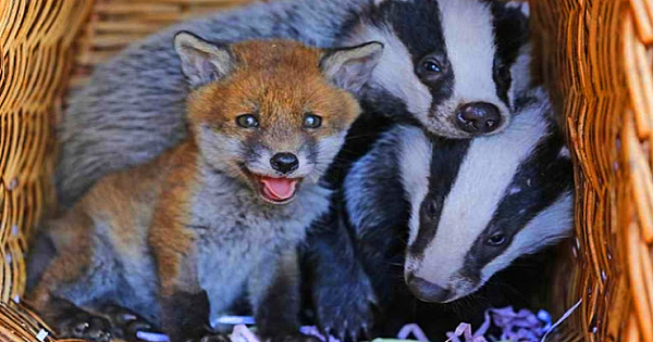 Abandoned Baby Fox Becomes Best Friends With Orphaned Two Badgers At Animal Sanctuary
