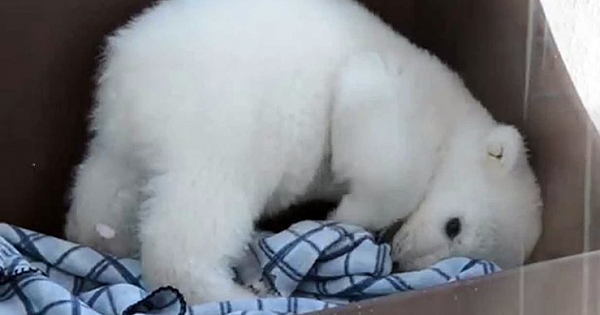 Adorable Baby Polar Bear Manages To Grab A Big Hunk Of Ice