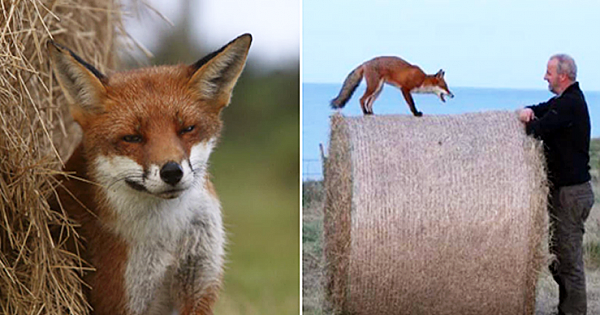 Adorable Moment Wildlife Photographers Reunite With Orphaned Fox They Raised
