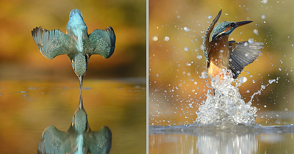 After 6 Years And 720,000 Attempts, Photographer Finally Takes Perfect Shot Of Kingfisher