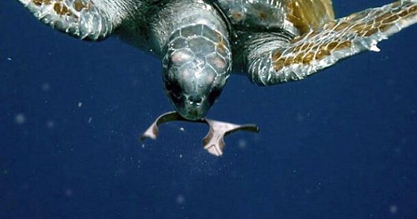 Brevery Unveils 6-Pack Rings That Feed Sea Turtles Instead Of Killing Them