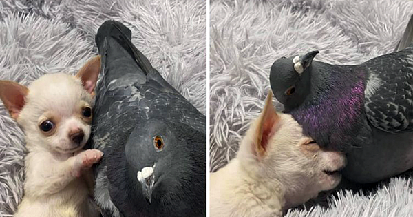 Chihuahua Who Can't Walk And Pigeon Who Can't Fly Become Best Friends, And Their Photos Are Adorable