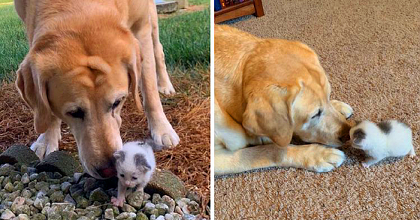 Dog Finds Tiny Orphaned Kitten In His Garden, And Now They Do Everything Together